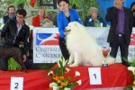 Réserve Best in Show Marmande 2016